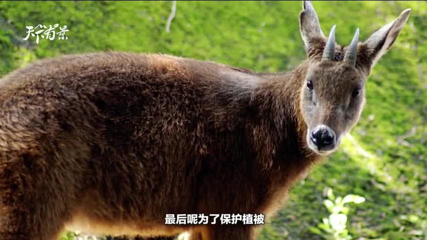 新澳2024今晚开奖资料四不像，精选解析与深入解读