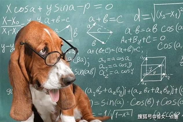 探究精准狗狗背后的深层含义与解析 —— 以数字7777788888为线索