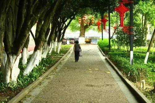 澳门天天彩正版免费挂牌查询，揭示背后的真相与应对之道