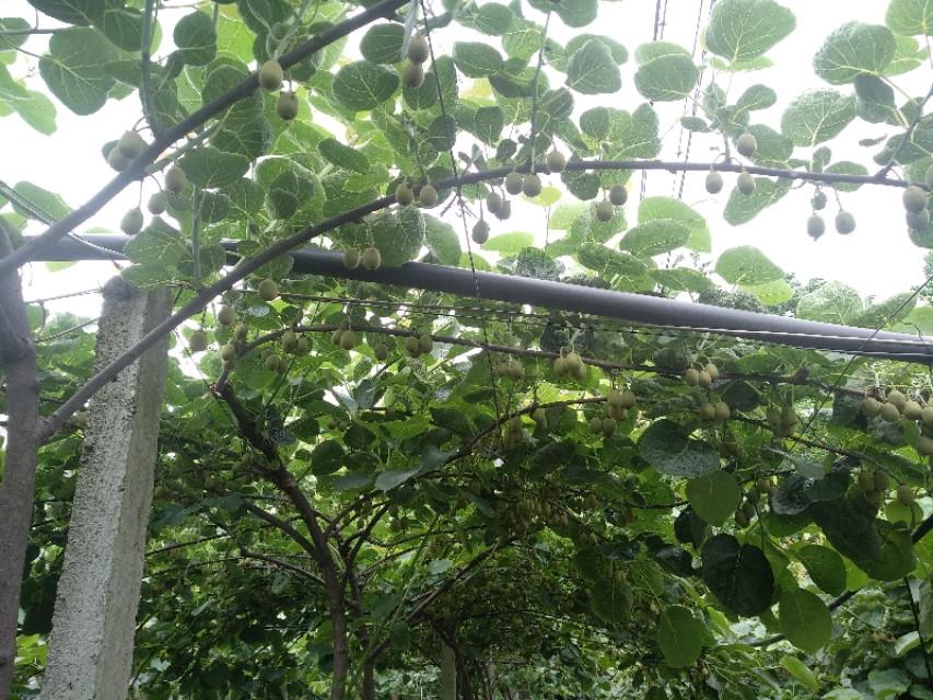 摇钱树四肖四码精准资料与专家解答解释落实，深度探讨与解析