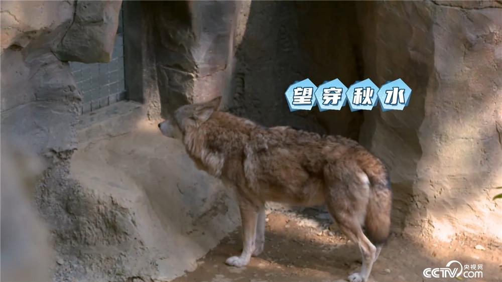 关于三肖三期必出特肖资料的详细解答与解释